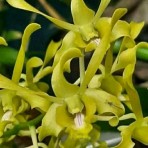 Dendrobium Caesar Green Near Blooming